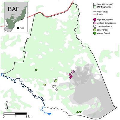 Glass Half-Full or Half-Empty? A Fire-Resistant Species Triggers Divergent Regeneration in Low-Resilience Pastures
